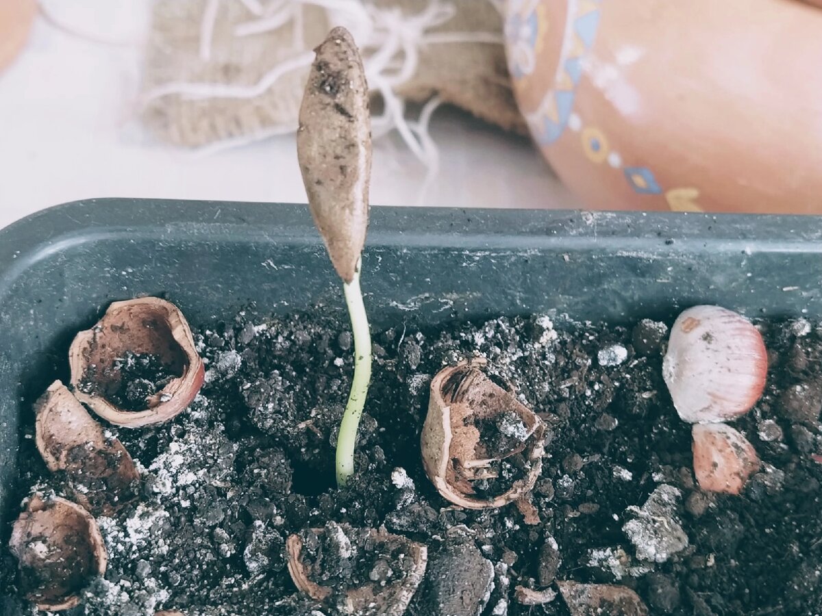 Хурма взошла)))