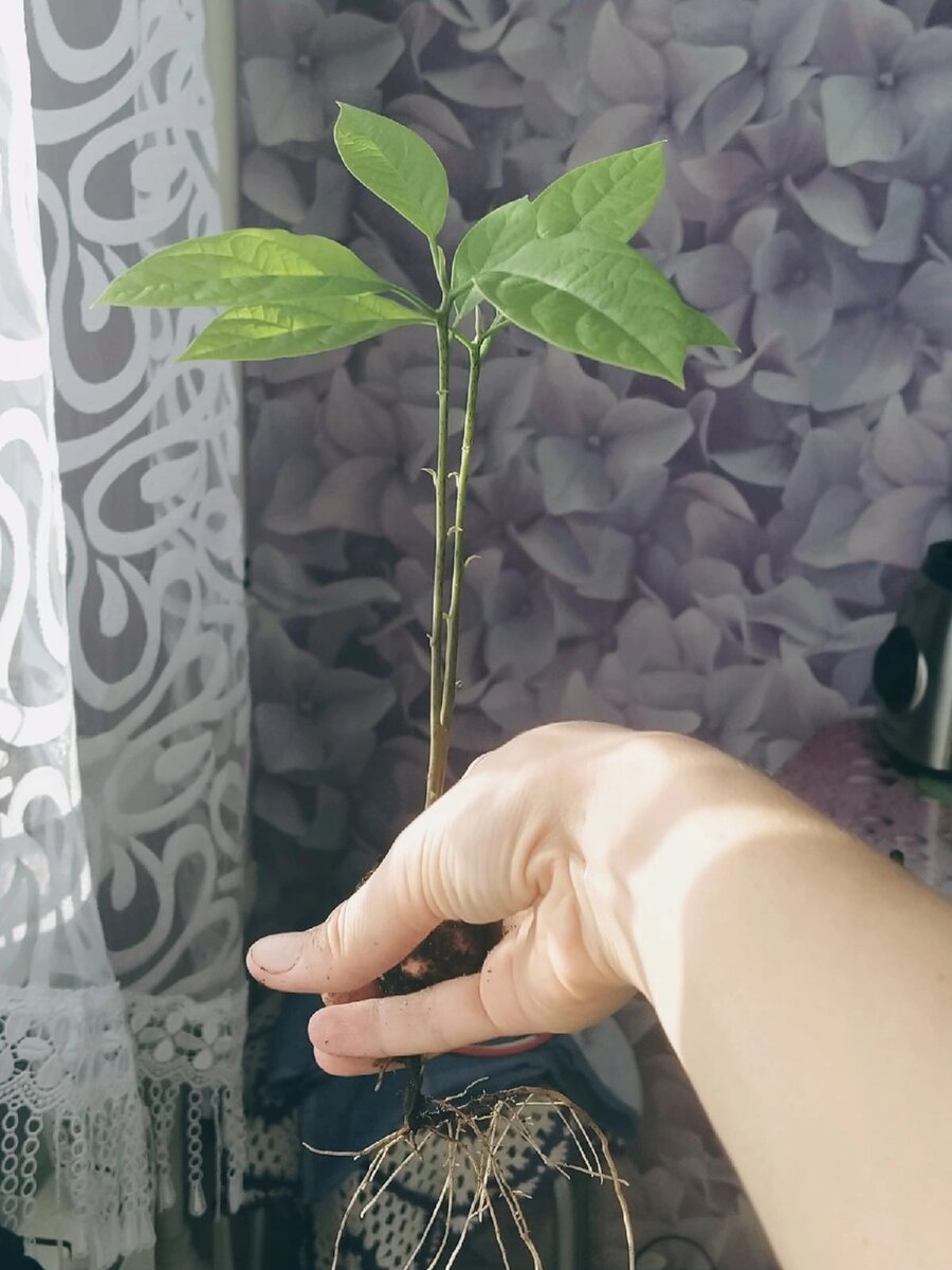 В квартире пересаживаю 