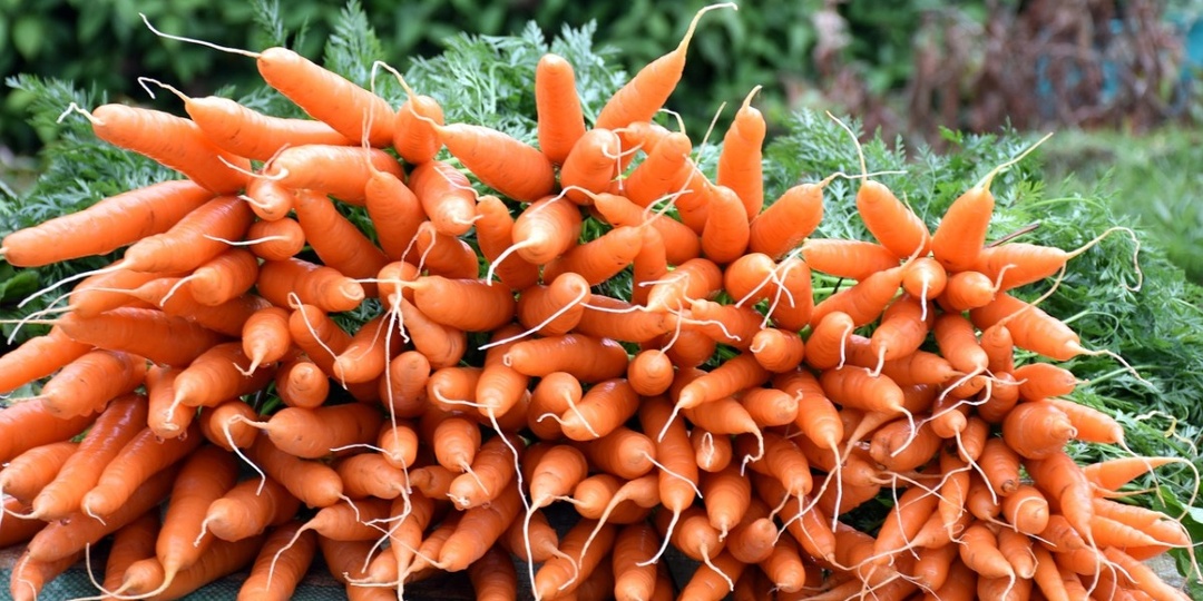 Как вырастить крупную и сладкую морковку