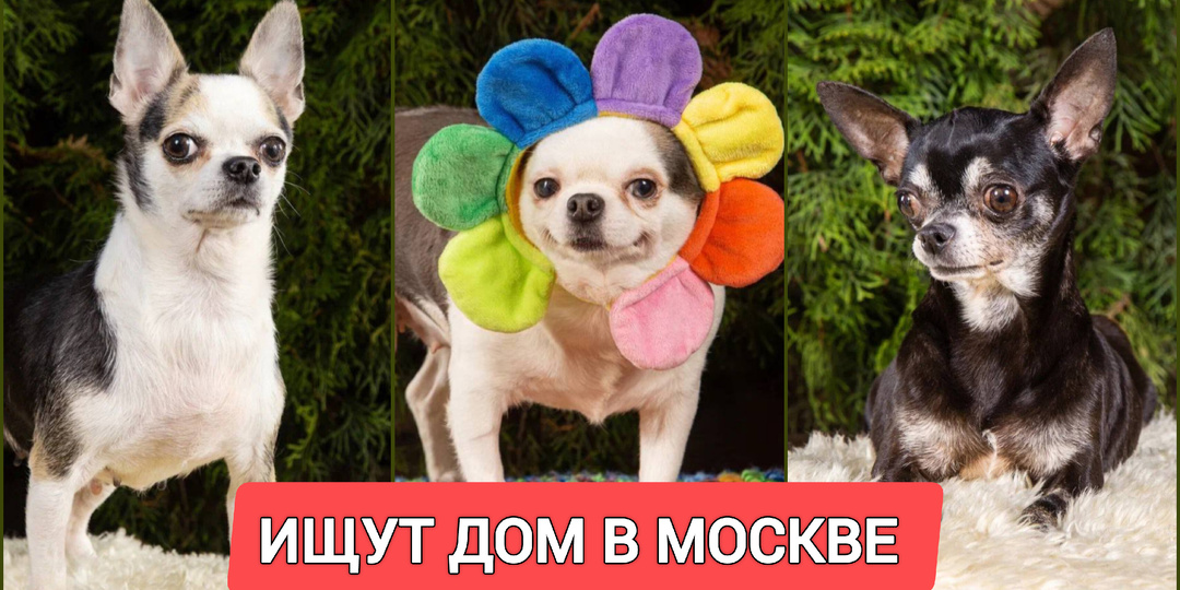 Как бы не было тяжело, мы продолжаем искать дом маленьким собачкам из приюта