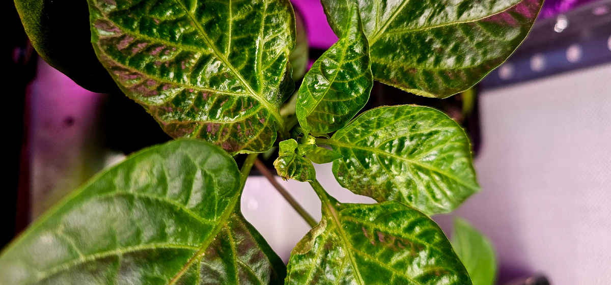 Зацвела рассада: причины и решения проблемы раннего цветения рассады