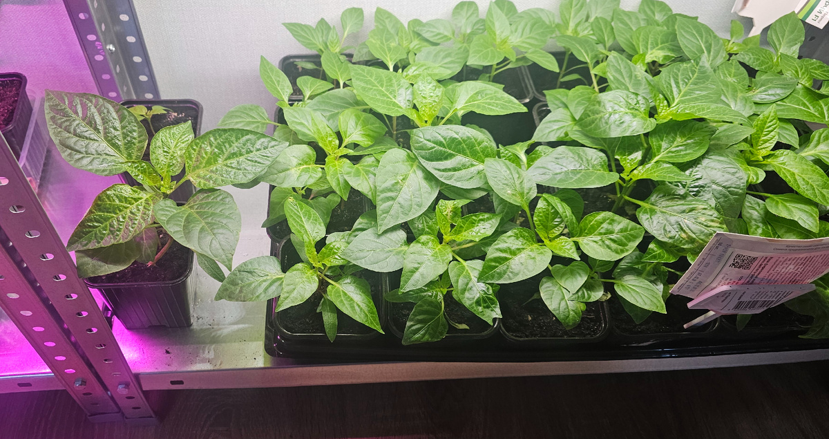 Зацвела рассада: причины и решения проблемы раннего цветения рассады