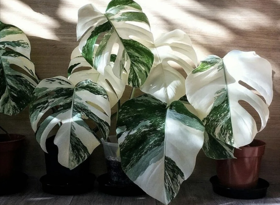 Пример из Яндекс картинок. Не украла, а одолжила 😎