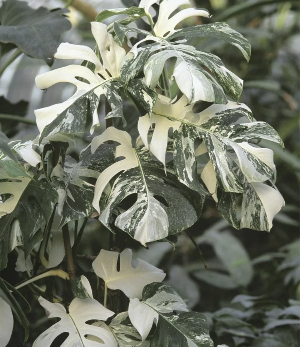 Но какова красота!