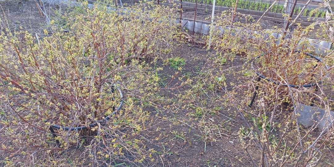 Всем привет!