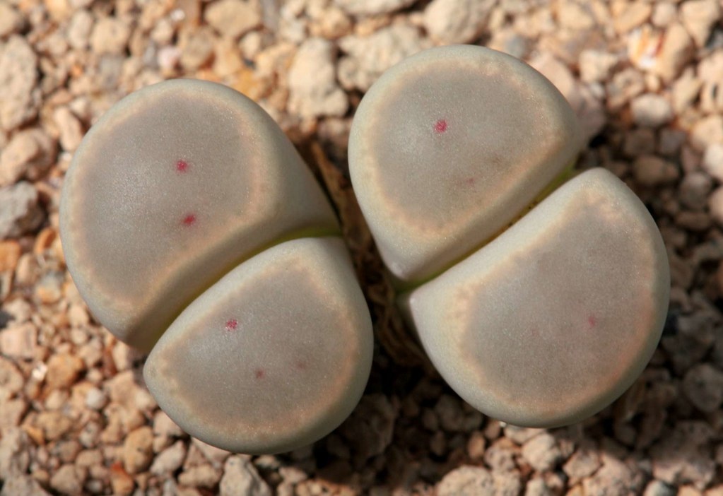 Вот разве скажешь, что это не камень, а растение, которое , к тому же и цветет?   Это фото литопса сорта Lithops dinteri ( Литопс Динтери). 