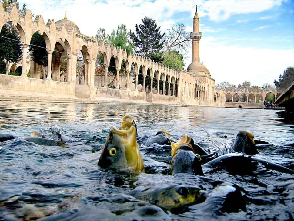 Рыба в бассейне Балыкгёль / Источник: Vedat Öncelik/ rove.me