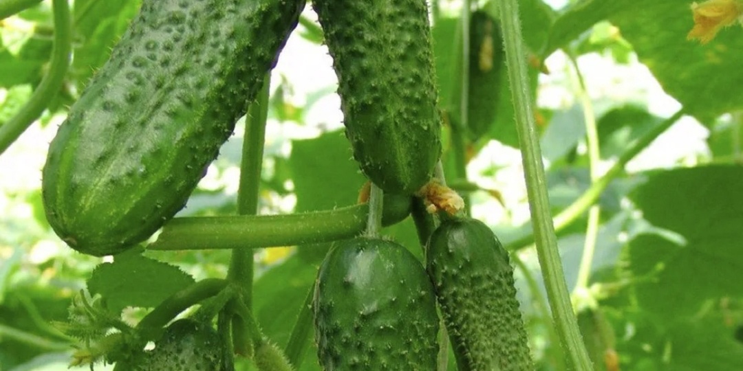 Как получить ранний урожай огурцов? Несколько секретов получения ранних огурчиков.
