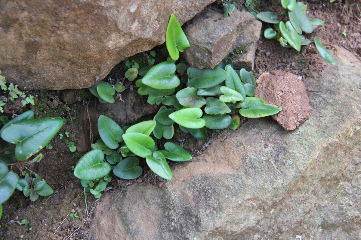 Фото by sangeetha9504 лицензия CC_BY https://indiabiodiversity.org/observation/show/269991