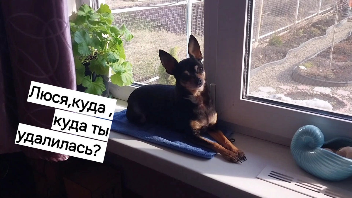 Рикки скучает на окне, даже поругаться не с кем)))