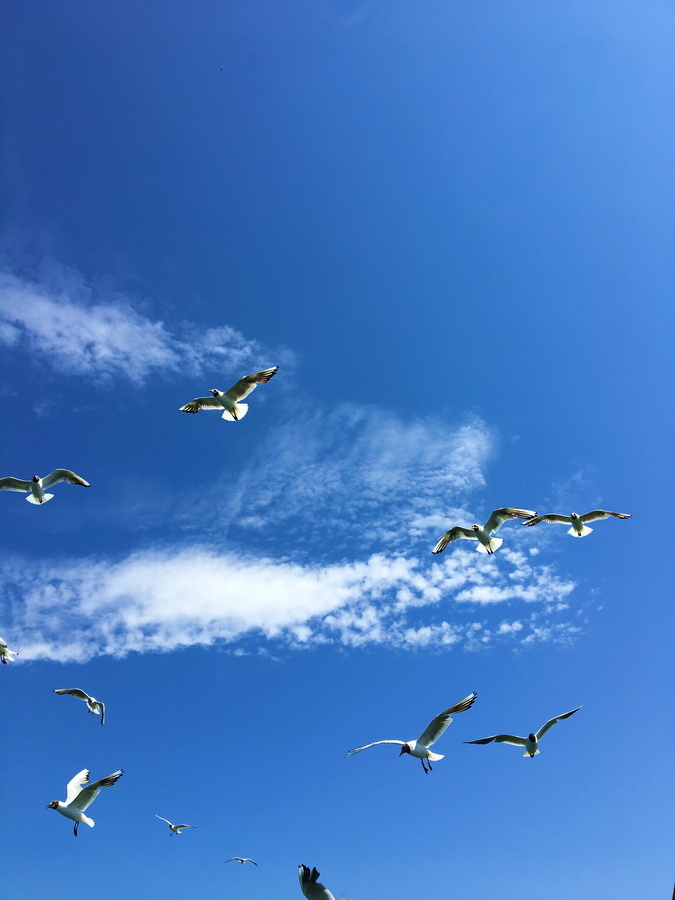 Чайки балтийские