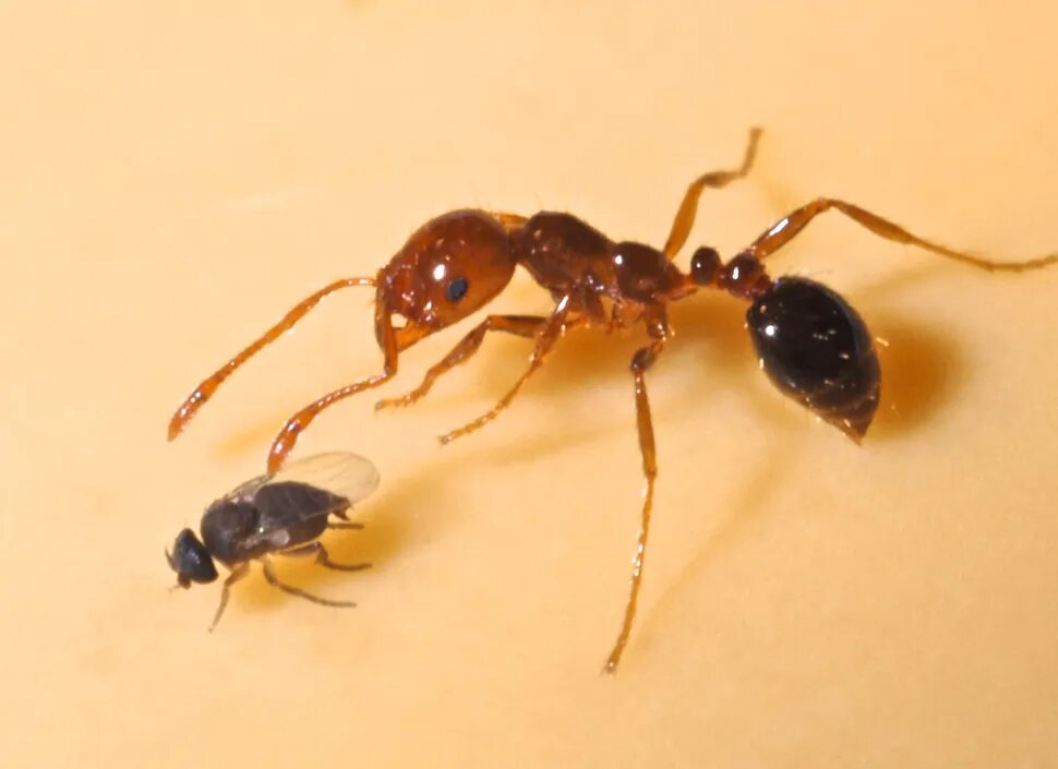 Муха-форида , Pseudacteon cultellatus, длиной около 1 мм, и красный огненный муравей , Solenopsis invicta, длиной около 3 мм. Муха может откладывать яйца внутри головы муравья. Вылупившиеся личинки мухи медленно обезглавливают муравья. 