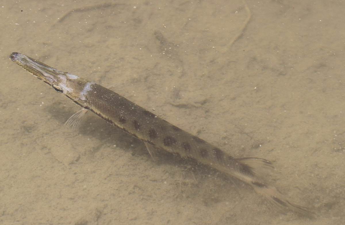 Фото: wikipedia.org / CC BY-SA 3.0