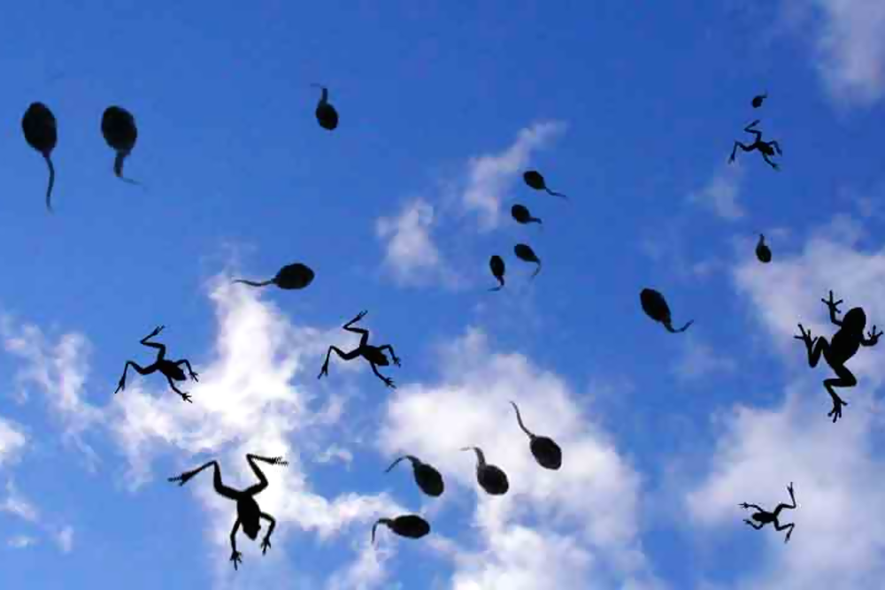 Дождь из лягушек.