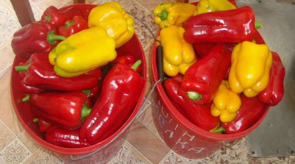 Как я увеличила урожай перца в 5 раз