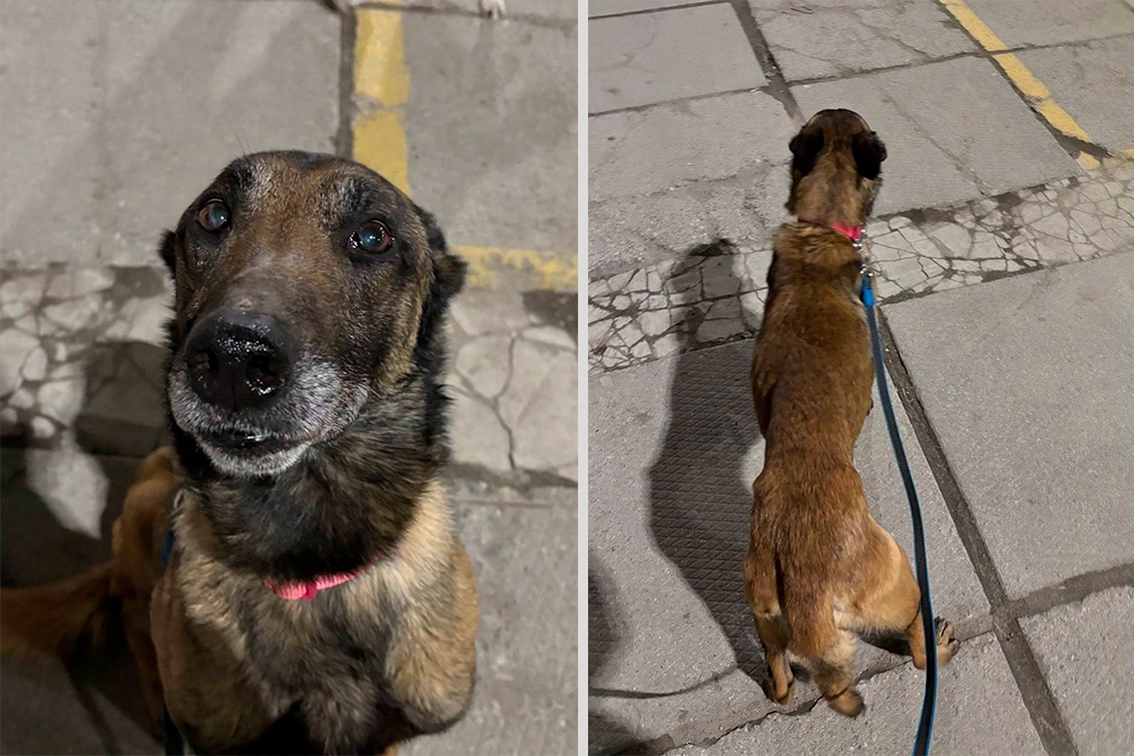    Гараж находится на улице Набережной. Впервые собаку, запертую в боксе, девушка-волонтер заметила в декабре 2024 года.