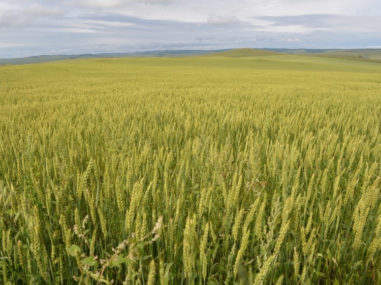    ​Забайкальский край лидирует в России по агрострахованию и намерен удержать 1 место