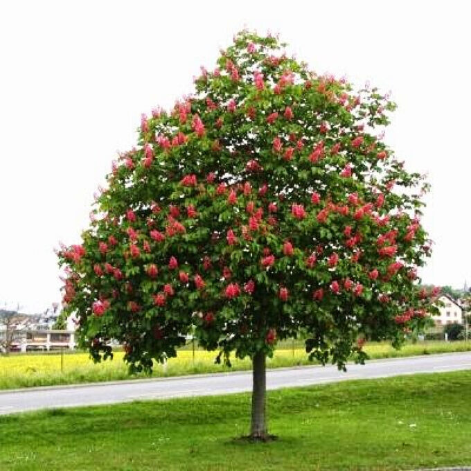 Каштан конский Бриотти Briotti