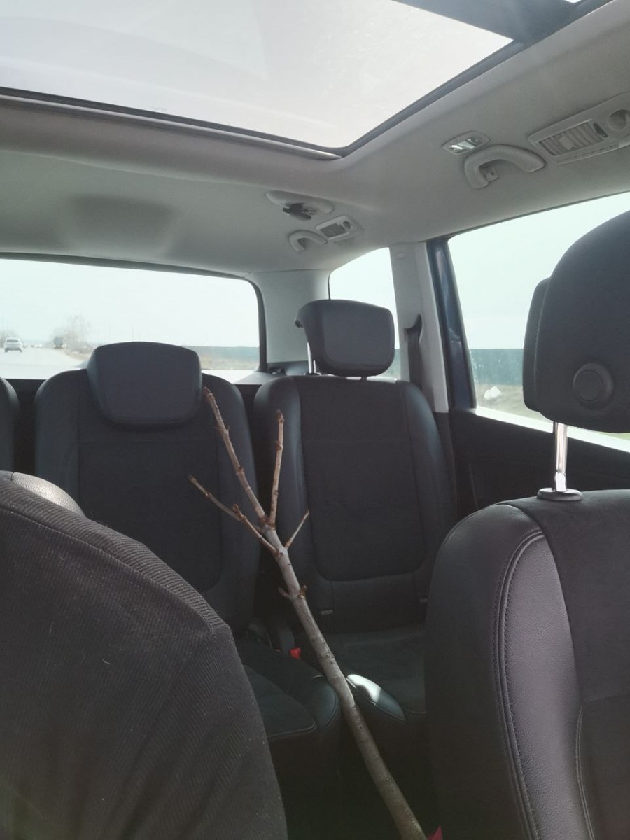 Чем сложнее добыть, тем ценнее кажется саженец :) 