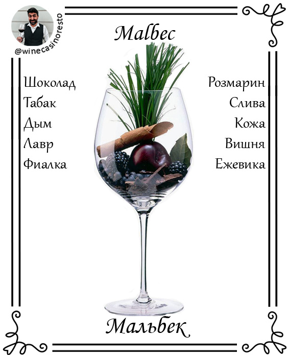 ________________АВЭ______________
(Азбука Винного Энтузиаста)
Добрый день, винные друзья. 17 апреля 1853-го - день, когда Доминго Сармьенто основал в Мендосе ассоциацию помощи в ассимилированнии французских сортов в Аргентине, ставшей международным днем  Мальбек.
Сейчас ни для кого не секрет, что сорт выходец их Франции, где у него было все: место под солнцем в Бордо, куча названий, успех в нескольких регионах. Да, Вы не ослышались, сорт рос в Бордо и частенько придавал краски и недостающей органолептики местным винам. Да и само название он приобрел в Бордо: Malbec - имя винодела развивавшего его здесь. В Луаре, откуда его вытеснил набирающий обороты и площади гамэ, он называется кот, а на своей родине в Каоре он носит название оксеруа. Если бы не заморозки 1956 г и мода на новые сорта, оставался бы популярным, но история без сослагательных, все мы знаем.
Интересно, что сам Каор получил статус АОС только в 1971 году. Все благодаря "отцу мальбека" и "месье Каора", восстанавливающего здесь лозы поштучно - Jean-Luc Baldès, но это уже совсем другая история...
—————————————————————--
Сорт - это кросс прунелар и магдален нуар де шарант (второй, кстати, - родственник мерло).
—————————————————————
Мальбек - один из самых гастрономичных сортов. От стрит-фуда до флорентийского стейка с остановками в пикантных и с плесенью сырах.
—————————————————————
Возмутитель международного спокойствия, что вытеснил Мальбек из Бордо (скажите, как его зовут?!!), чуть не сделал это и в Аргентине, но первые выдающиеся красные в США потянули в обе Америки виноделов, которые и обнаружили старые лозы нашего сегодняшнего героя и понеслась:
- сорт захватил 2/3 территории Мендосе, став визиткой Аргентины; 
- Р. Паркер, будучи на своем пике, предрек успех сорту в Аргентине;
- титул флагмана.
Все дело в высокогорных виноградниках Аргентины - вот и весь серет.