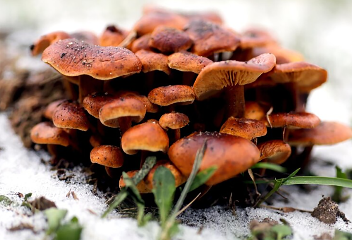 Фото ru.freepik.com