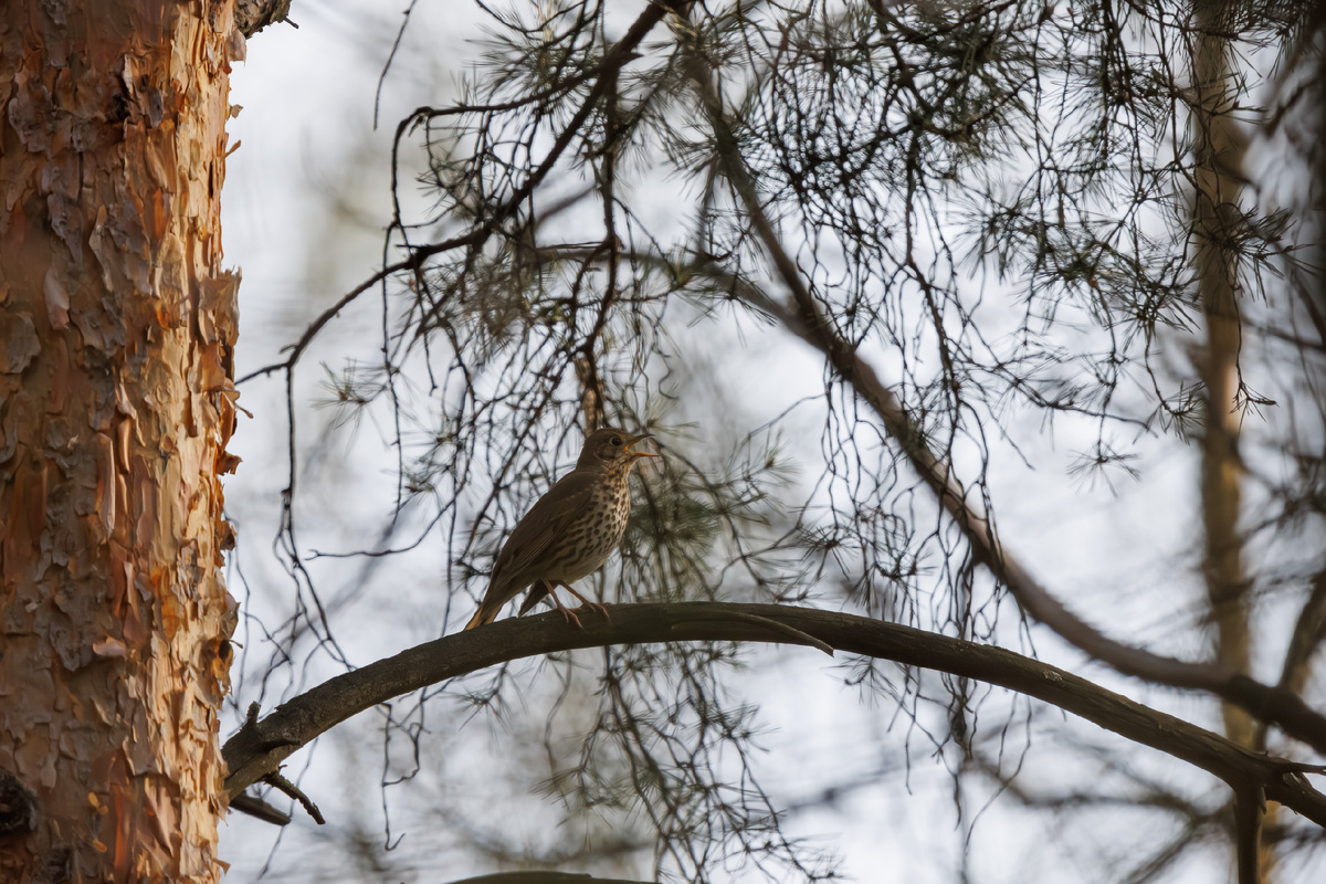 Певчий дрозд