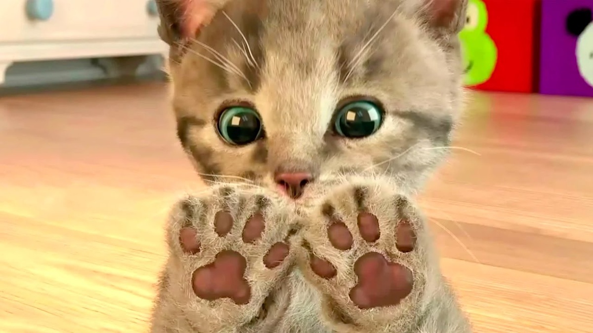 Котики - один из самых популярных сюжетов развлекательных видео