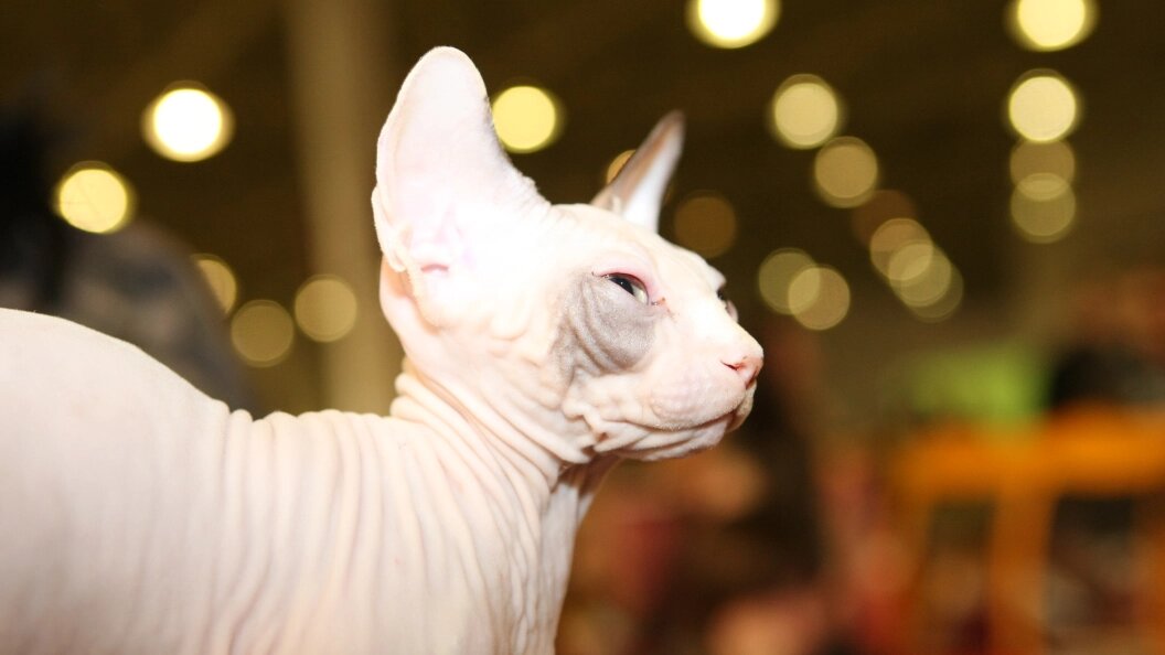    Nadezhda Lebedeva/Russian Look/Globallookpress