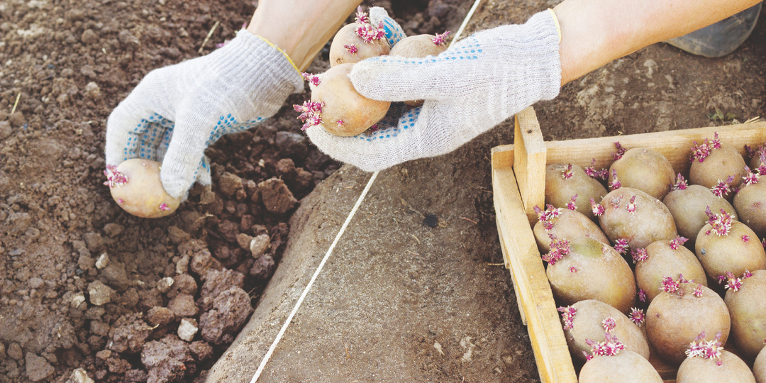 Когда сажать картофель: сроки положенные и самые крайние