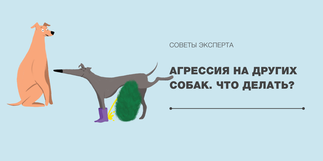 АГРЕССИЯ НА ДРУГИХ СОБАК. ЧТО ДЕЛАТЬ?