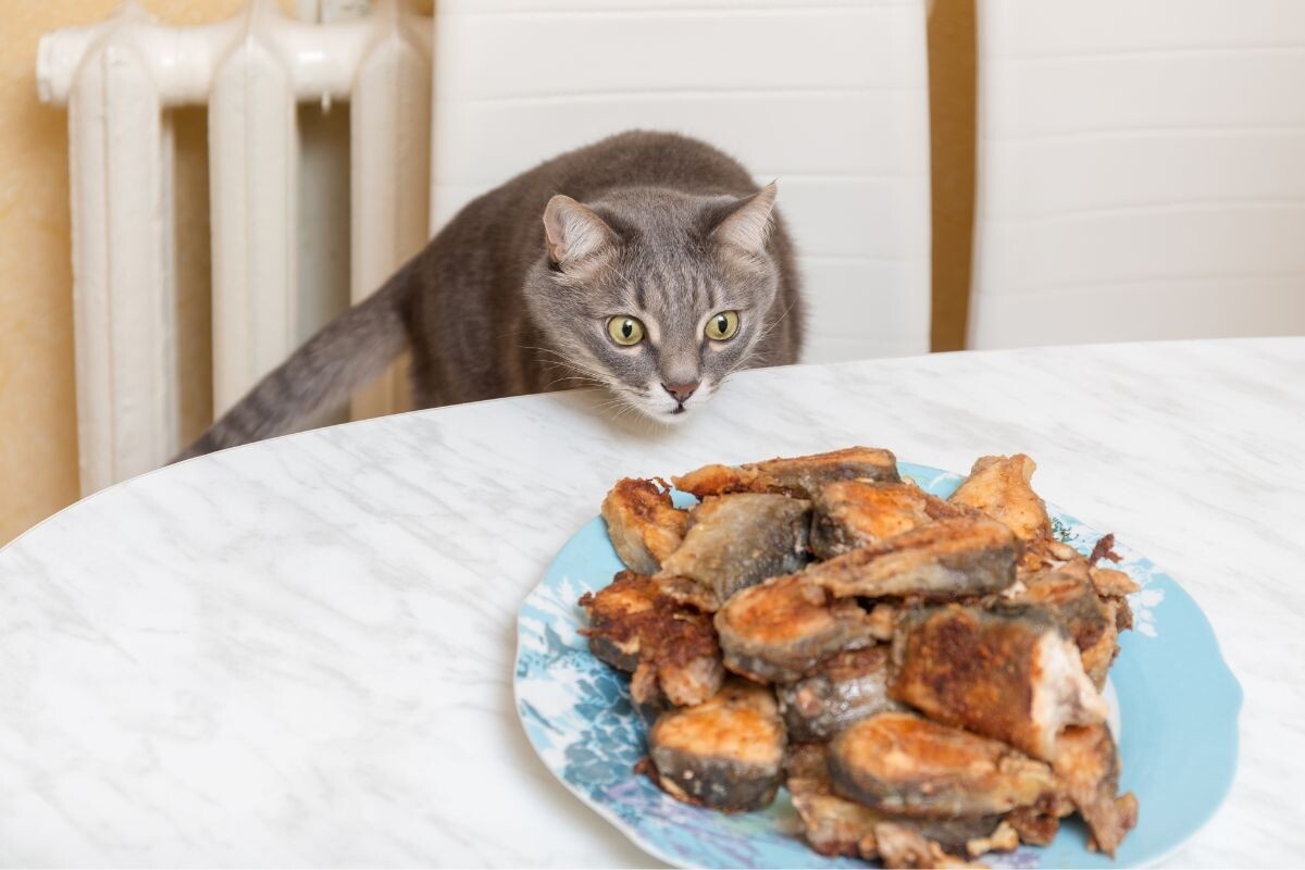 кошка тянется к рыбе