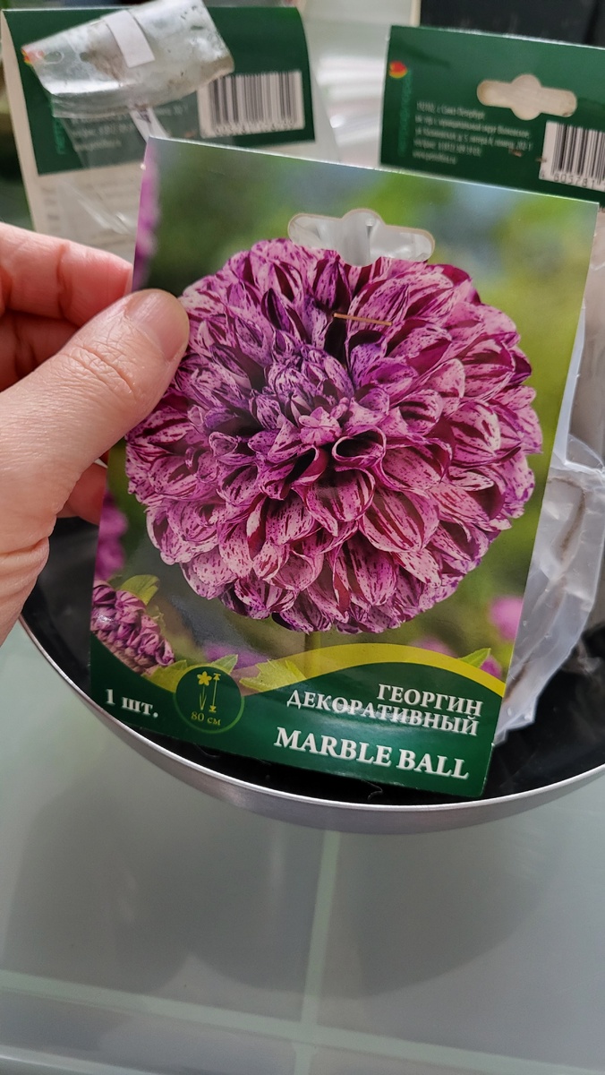 Георгин декоративный Marble Ball