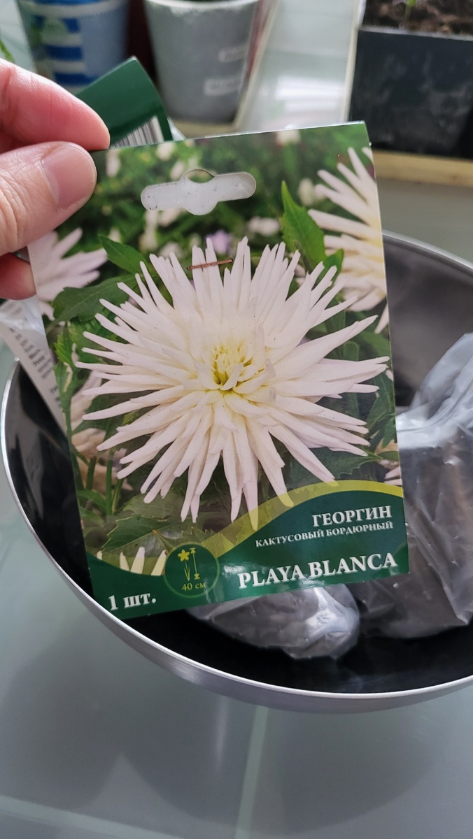 Георгин кактусовый бордюрный Playa Blanca