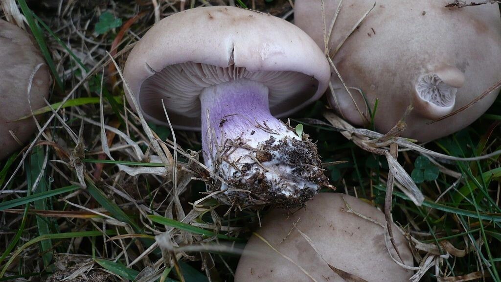     Автор: wikimedia.org/ccbysa 3.0