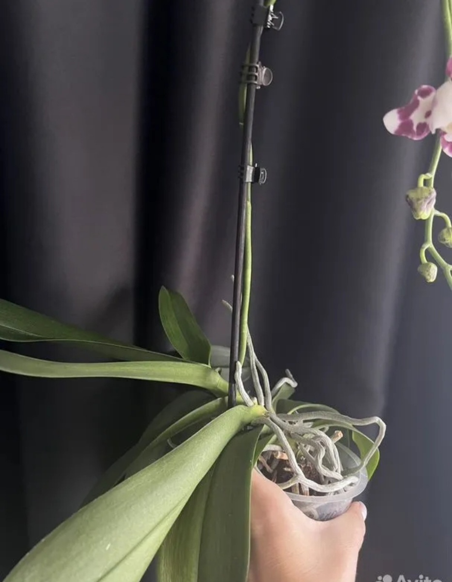 Так выглядела орхидея.