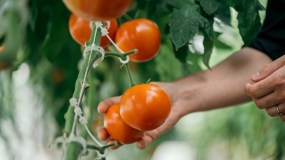 Фото здесь и далее Unsplash