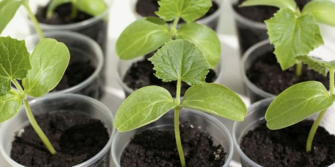 КАК ЛУЧШЕ ВЫРАСТИТЬ РАССАДУ ОГУРЦОВ. ПОШАГОВАЯ ИНСТРУКЦИЯ.