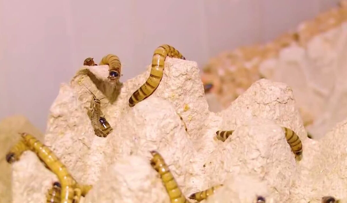    Фото t.me/opershtab23