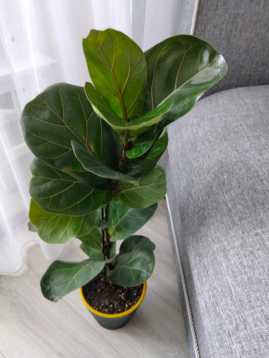 Фикус лирата - фото автора 