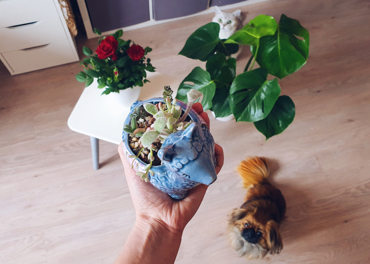 Две помощницы на месте