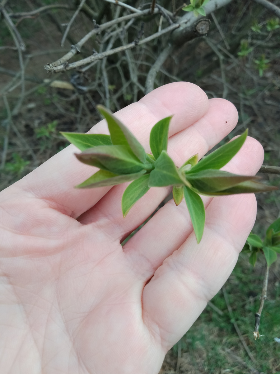 Первые листочки 