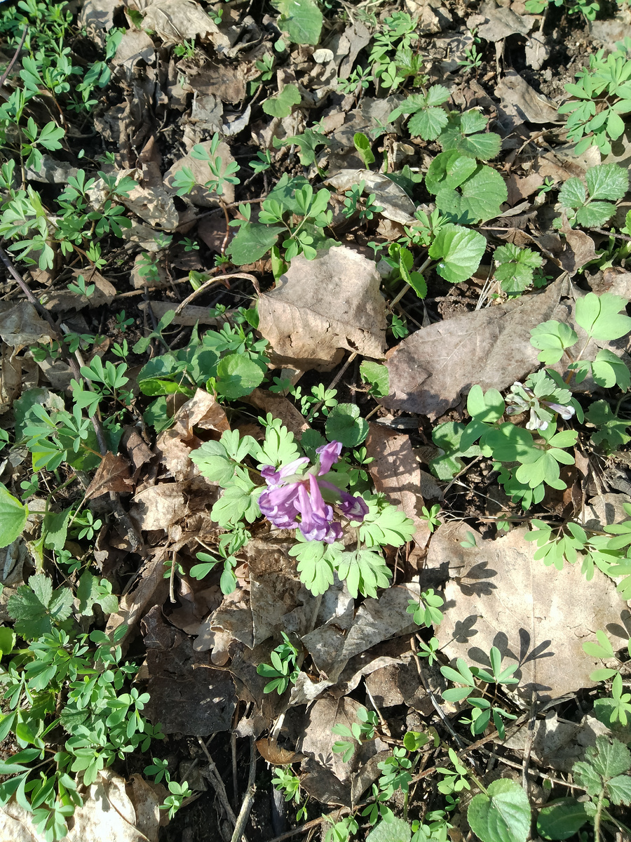 Цветы тоже зацвели