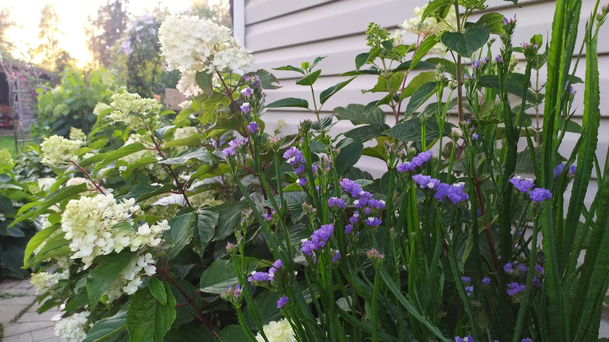 Статице люблю высаживать между низкорослыми гортензиями 