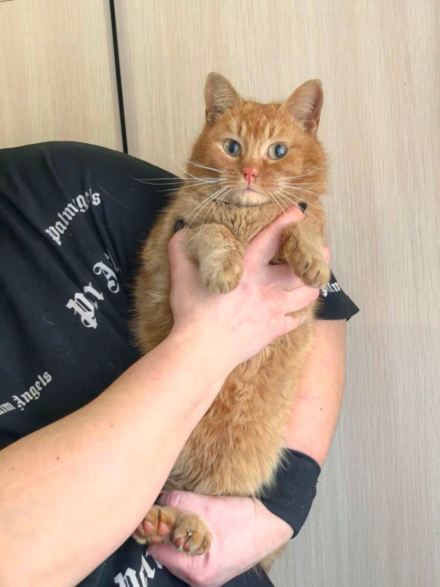 Карлсон. Фото из архива автора