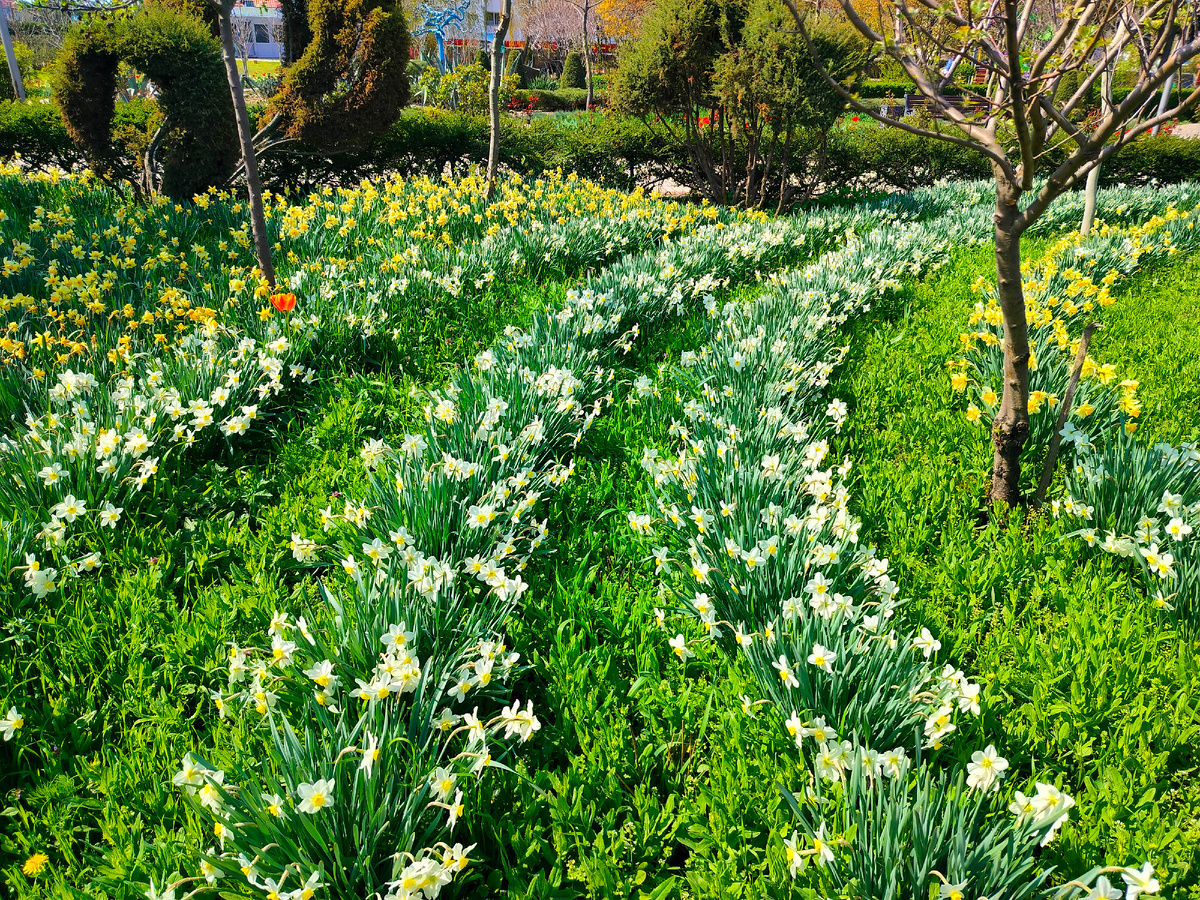 Это красота в Молодёжном сквере, станицы Староминской. 