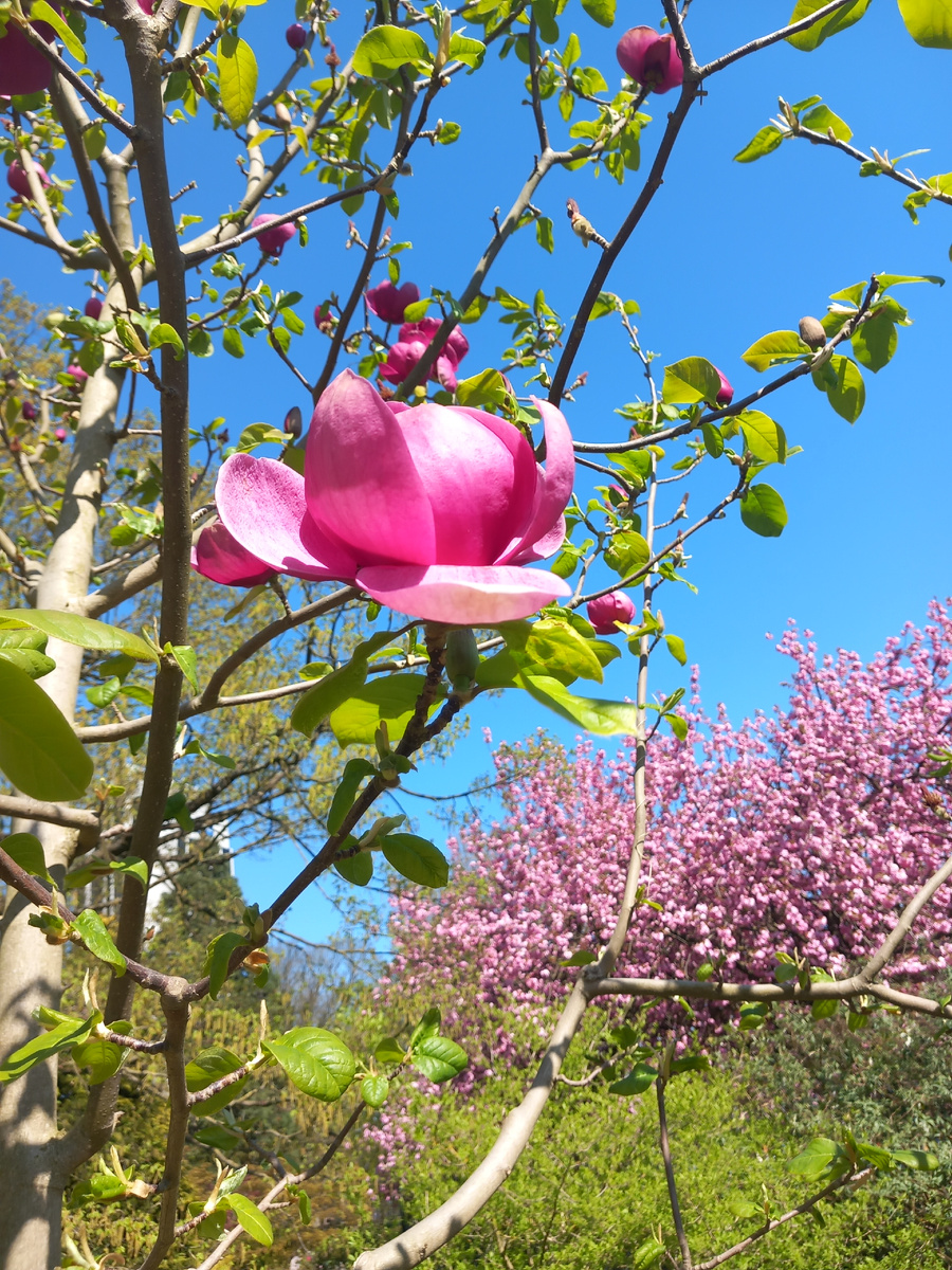 Магнолия на фоне сакуры
