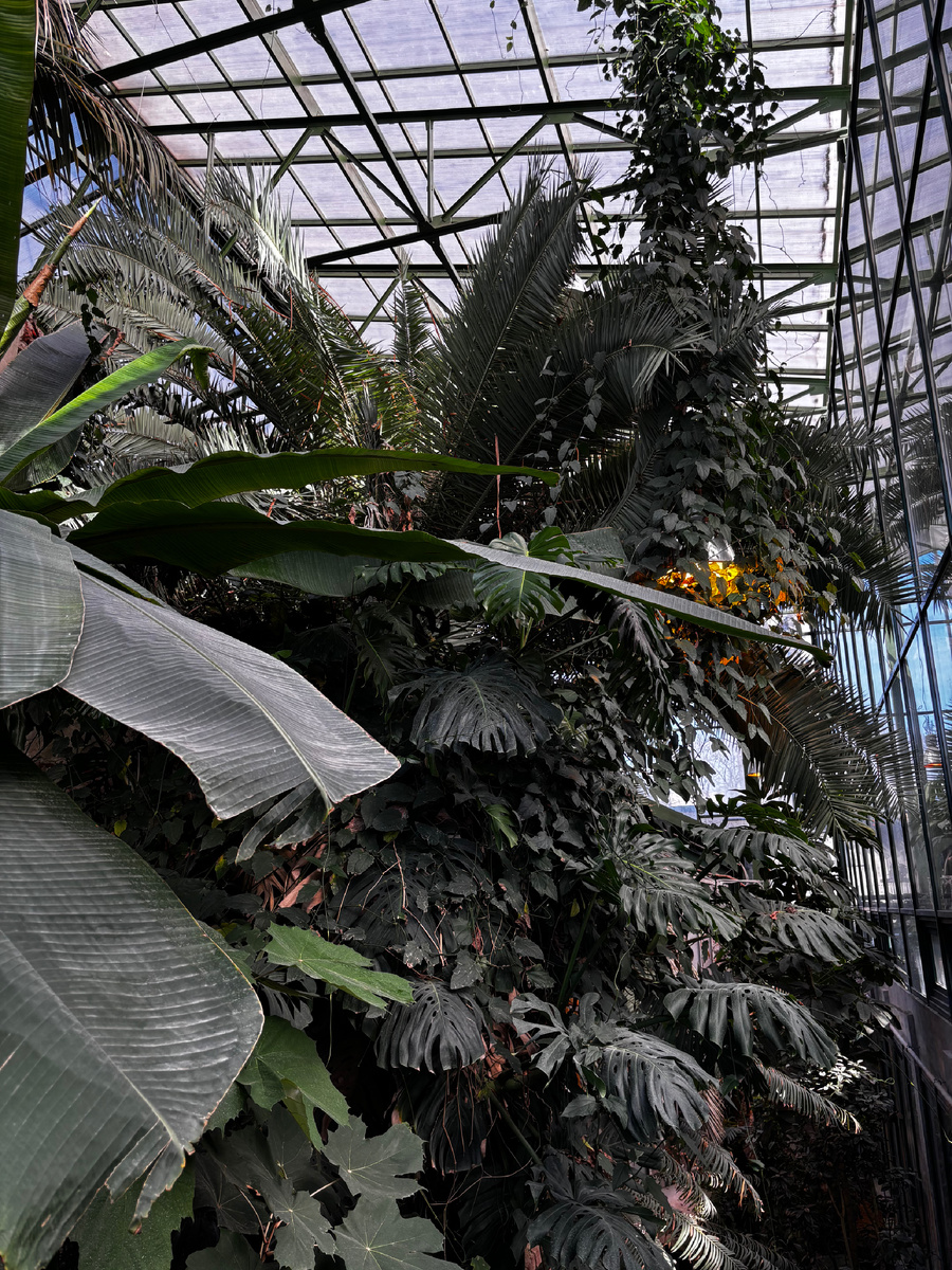 Вид сверху на пальмовую оранжерею. Все фото автора