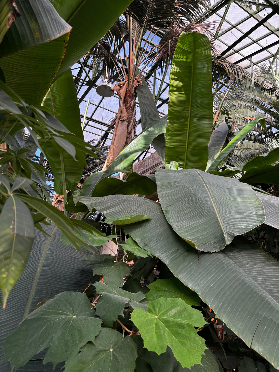 Вид на пальмовую оранжерею