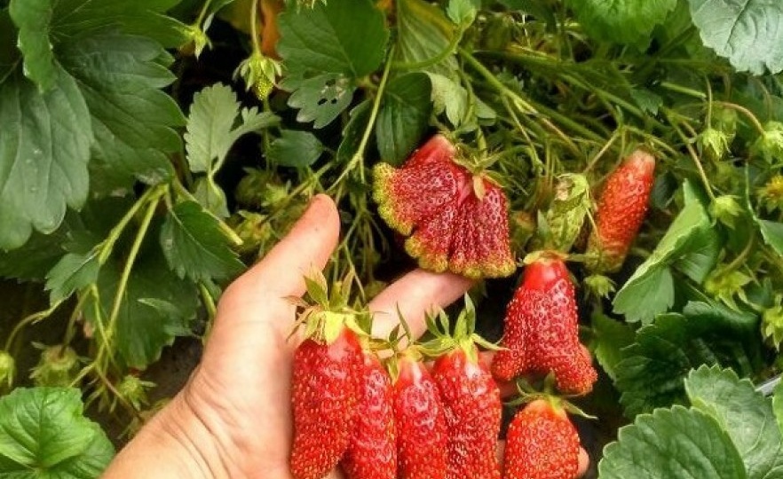 💖Отнесла в компост и рада: популярные сорта клубники, с которыми я простилась