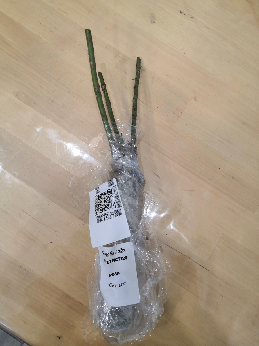 Сам саженец